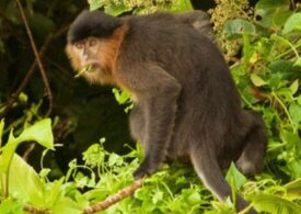 Specie de maimuță hibrid apărută în Borneo. Dar ceea ce se întâmplă e trist