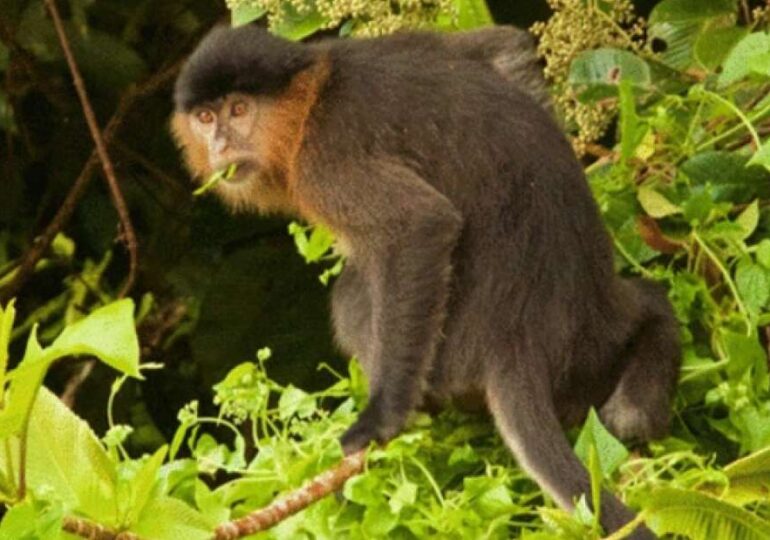 Specie de maimuță hibrid apărută în Borneo. Dar ceea ce se întâmplă e trist