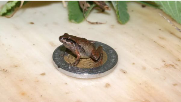 Șase noi specii de broaște în miniatură au fost descoperite în Mexic. Ce le face speciale