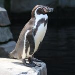 Pinguinul împărat este în pericol de dispariție din cauza schimbărilor climatice