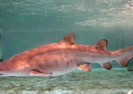 O inseminare artificială făcută în premieră poate salva o specie foarte rară de rechin