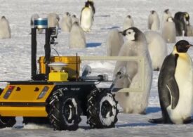 Un robot spionează pinguinii imperiali din Antarctica (Video)