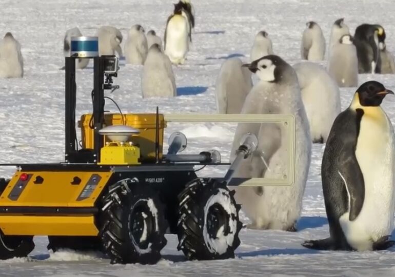 Un robot spionează pinguinii imperiali din Antarctica (Video)