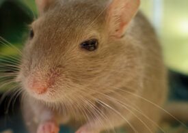 Un medicament existent pe piață a prelungit viața șoarecilor cu 10%. Ar putea avea același efect și în cazul oamenilor?