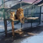 Doi lei au scăpat de la Zoo Rădăuţi. A fost emis mesaj de alertă extremă pentru Simba și Georgiana UPDATE