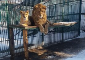 Doi lei au scăpat de la Zoo Rădăuţi. A fost emis mesaj de alertă extremă pentru Simba și Georgiana <span style="color:#990000;font-size:100%;">UPDATE</span>