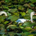 Peste 400 de hectare de luncă inundabilă revin la viață. O mică „deltă” din Mehedinți își așteaptă vizitatorii