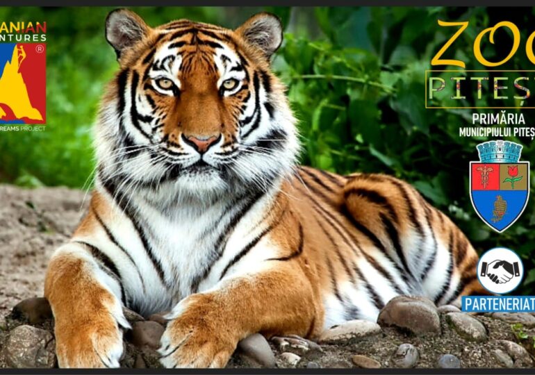 Zoo Piteşti caută nume pentru doi puiuţi de tigru