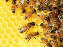 Fraudă de aproape 100.000 de euro cu fonduri europene – Familii de albine cumpărate fictiv