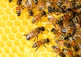 Inovație high-tech: UE lucrează la albinele replicante și rădăcinile robotice