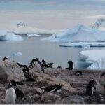 Bacterii super rezistente, inclusiv la antibiotice, au fost descoperite în solul Antarcticii