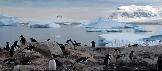 Bacterii super rezistente, inclusiv la antibiotice, au fost descoperite în solul Antarcticii
