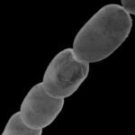 A fost descoperită cea mai mare bacterie din lume. E un Everest printre suratele sale