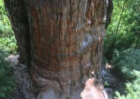 Cel mai bătrân copac de pe planetă s-ar putea afla în Chile. Are peste 5.400 de ani!