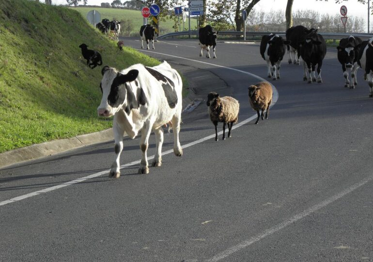 Noua Zeelandă pune taxă pe aerele vacilor și oilor