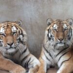 Veste extraordinară de la Zoo Oradea: S-au născut doi pui de tigru siberian, o specie extrem de rară (Video)