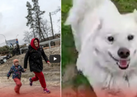 Câinele din Ucraina care şi-a așteptat stăpânii, timp de 4 luni, în casa distrusă de ruși (Video)