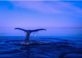 Fenomen interesant la balenele cu cocoașă: ”Cu adevărat un nivel de transmitere culturală, dincolo de orice specie non-umană observată”