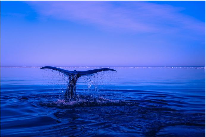 Fenomen interesant la balenele cu cocoașă: ”Cu adevărat un nivel de transmitere culturală, dincolo de orice specie non-umană observată”