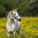 Condamnat la închisoare după ce a maltratat un cal şi a fost filmat de un copil