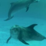 I-aţi cunoscut pe delfinii refugiați în România? Povestea lui Kiki (Video)