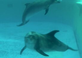 I-aţi cunoscut pe delfinii refugiați în România? Povestea lui Kiki (Video)
