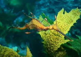 Plantă? Animal? Oamenii de știință au aflat ce îi face atât de ciudați pe dragonii de mare (Video)