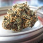 Germania va avea Cannabis Social Clubs. Planul de legalizare controlată a marijuanei