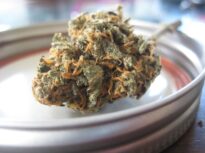 Germania a devenit cea mai mare piață reglementată de cannabis din Europa
