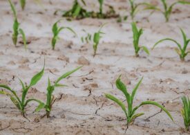 România pierde în fiecare an aproape o mie de hectare de teren arabil din cauza schimbărilor climatice