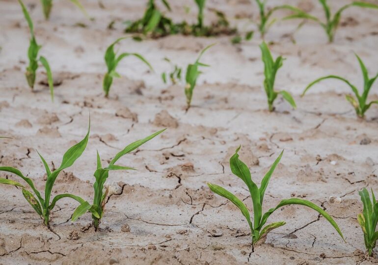 România pierde în fiecare an aproape o mie de hectare de teren arabil din cauza schimbărilor climatice