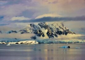 Singura insectă din Antarctica e în pericol de dispariție