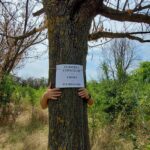 Se otrăvesc arbori într-un colț de parc din Bucureşti. Instituțiile au dat o amendă de 100 de lei și ridică din umeri. Ce-i de făcut?