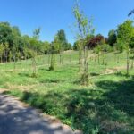 Recâștigarea spațiilor urbane: cum primesc orașele natura înapoi