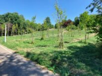 Recâștigarea spațiilor urbane: cum primesc orașele natura înapoi