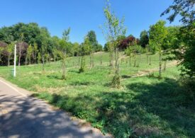 Recâștigarea spațiilor urbane: cum primesc orașele natura înapoi