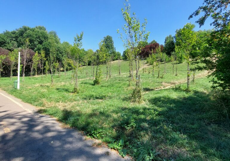 Recâștigarea spațiilor urbane: cum primesc orașele natura înapoi