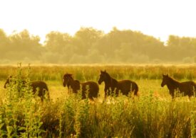 Caii de la Letea au nevoie iar să fie salvați, 11 ani mai târziu. Sunt lăsați să moară de sete, autoritățile ridică din umeri
