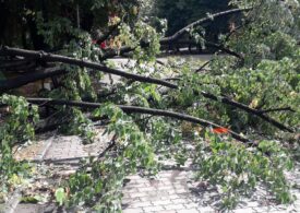 Doi copaci au fost doborâți de vânt în parcurile Herăstrău și Floreasca (Foto)