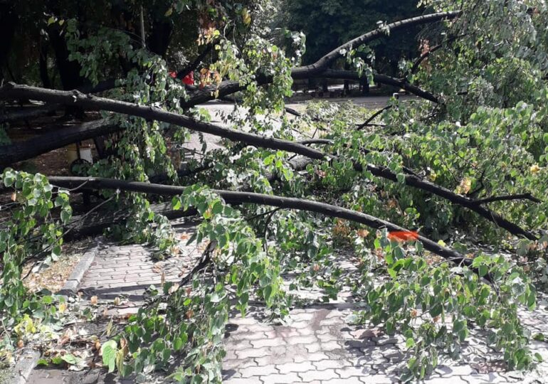 Doi copaci au fost doborâți de vânt în parcurile Herăstrău și Floreasca (Foto)