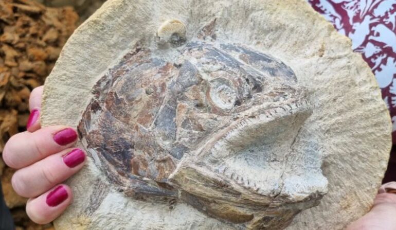 A fost descoperită fosila unui pește din Jurassic. Este incredibil de bine conservată, inclusiv globii oculari