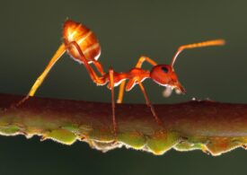 Invazie de furnici nebune galbene. Nu mușcă sau înțeapă, dar împrăștie acid
