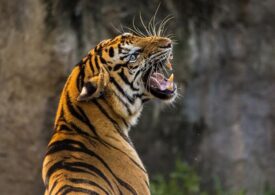Ţara în care populația de tigri sălbatici s-a triplat