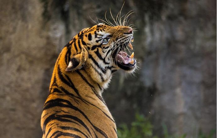 Ţara în care populația de tigri sălbatici s-a triplat