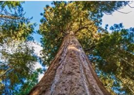 Cel mai protejat copac din lume (Video) Dacă te apropii de el, vei fi amendat și vei face închisoare!