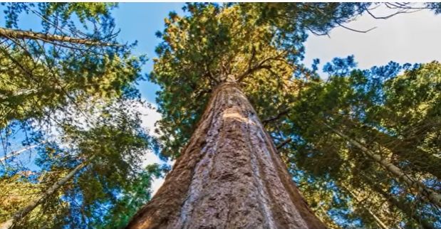 Cel mai protejat copac din lume (Video) Dacă te apropii de el, vei fi amendat și vei face închisoare!
