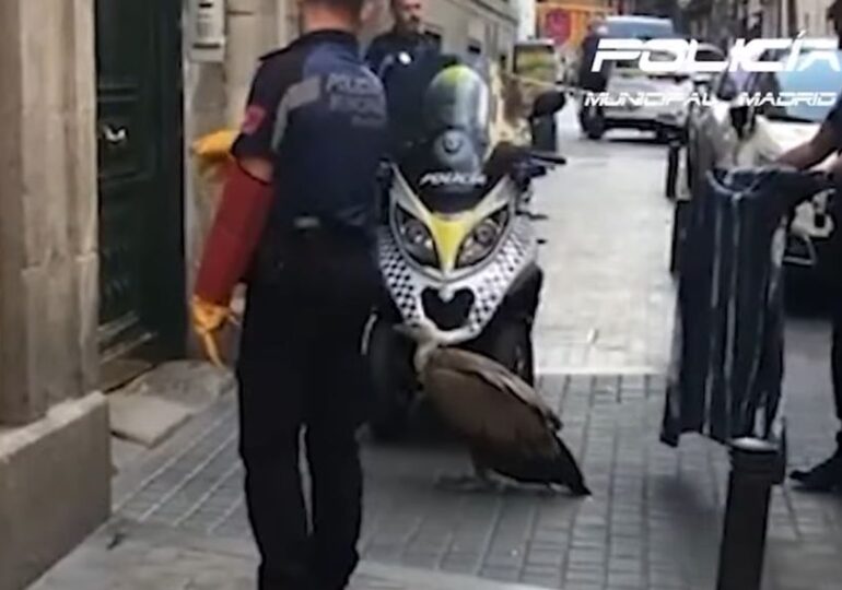 Momentul în care poliţia prinde un vultur uriaş pe străzile Madridului (Video)