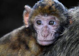 OMS cere să nu mai fie atacate maimuțele: Variola nu are legătură cu ele, ci cu oamenii!