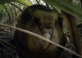 Imens succes pentru kakapo. Sunt cei mai mulţi din 1970 încoace!