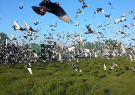România, în Top 5 mondial la porumbeii voiajori